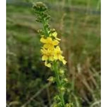 Čaj petrovac herba 80g