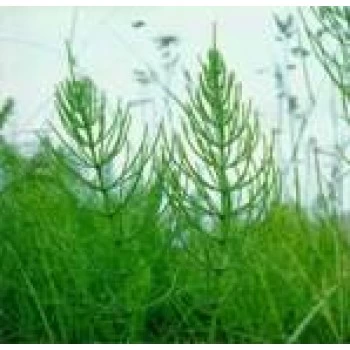 JOSIF PANČIĆ ČAJ RASTAVIĆ HERBA 50G